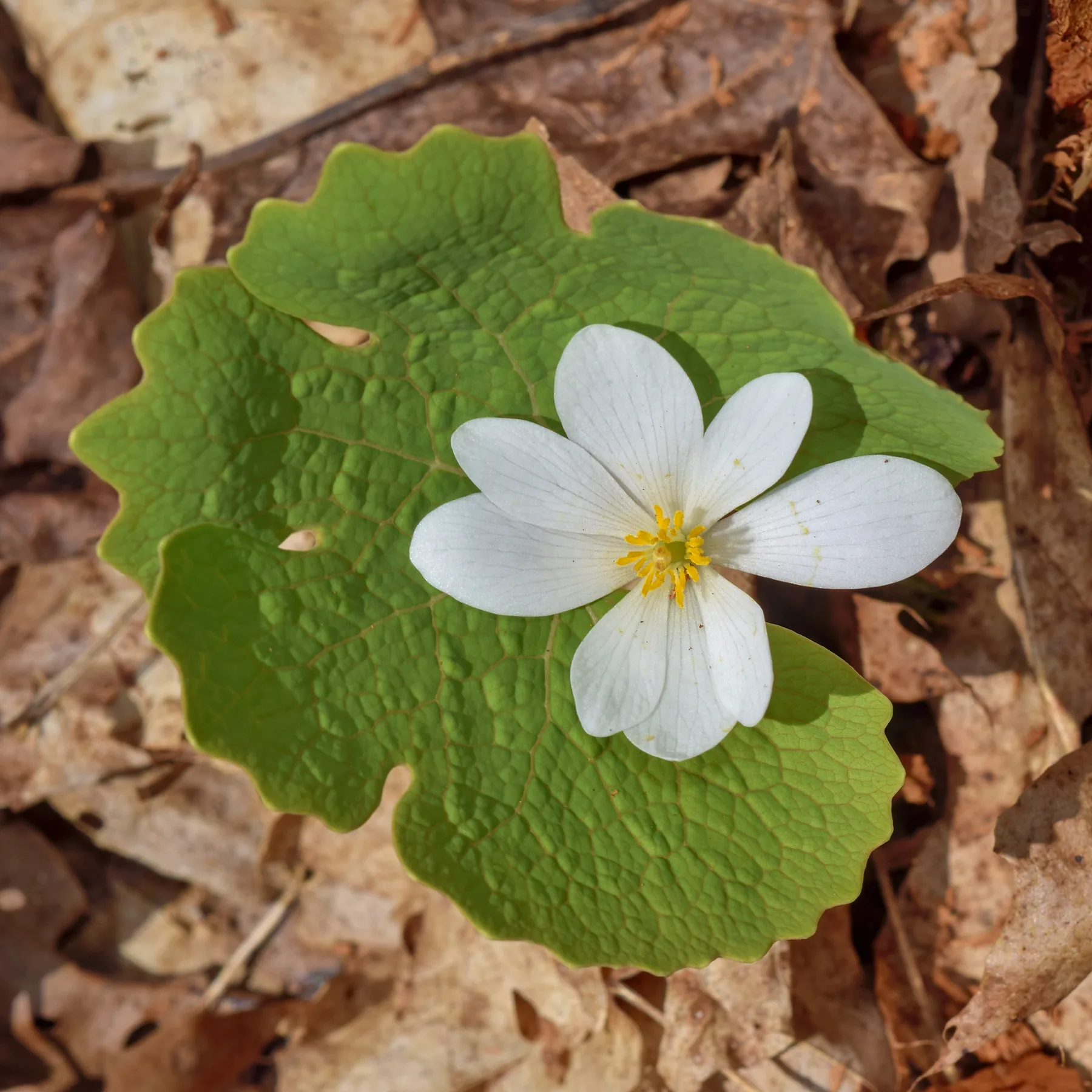White bloodroot blossoms above green leaves in Durham Regional Forest.