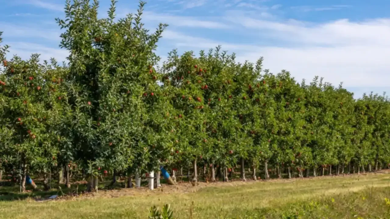 Apple orchard in Clarington