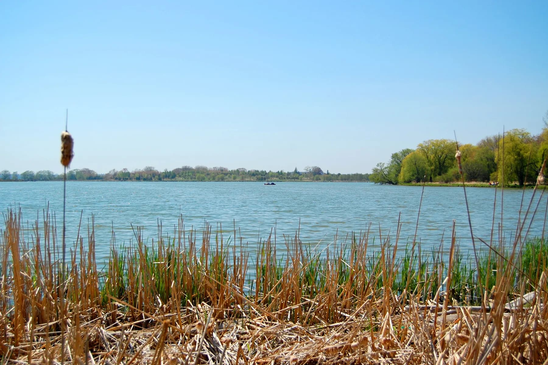 Still water and a wooded shoreline at Darlington Provincial Park.