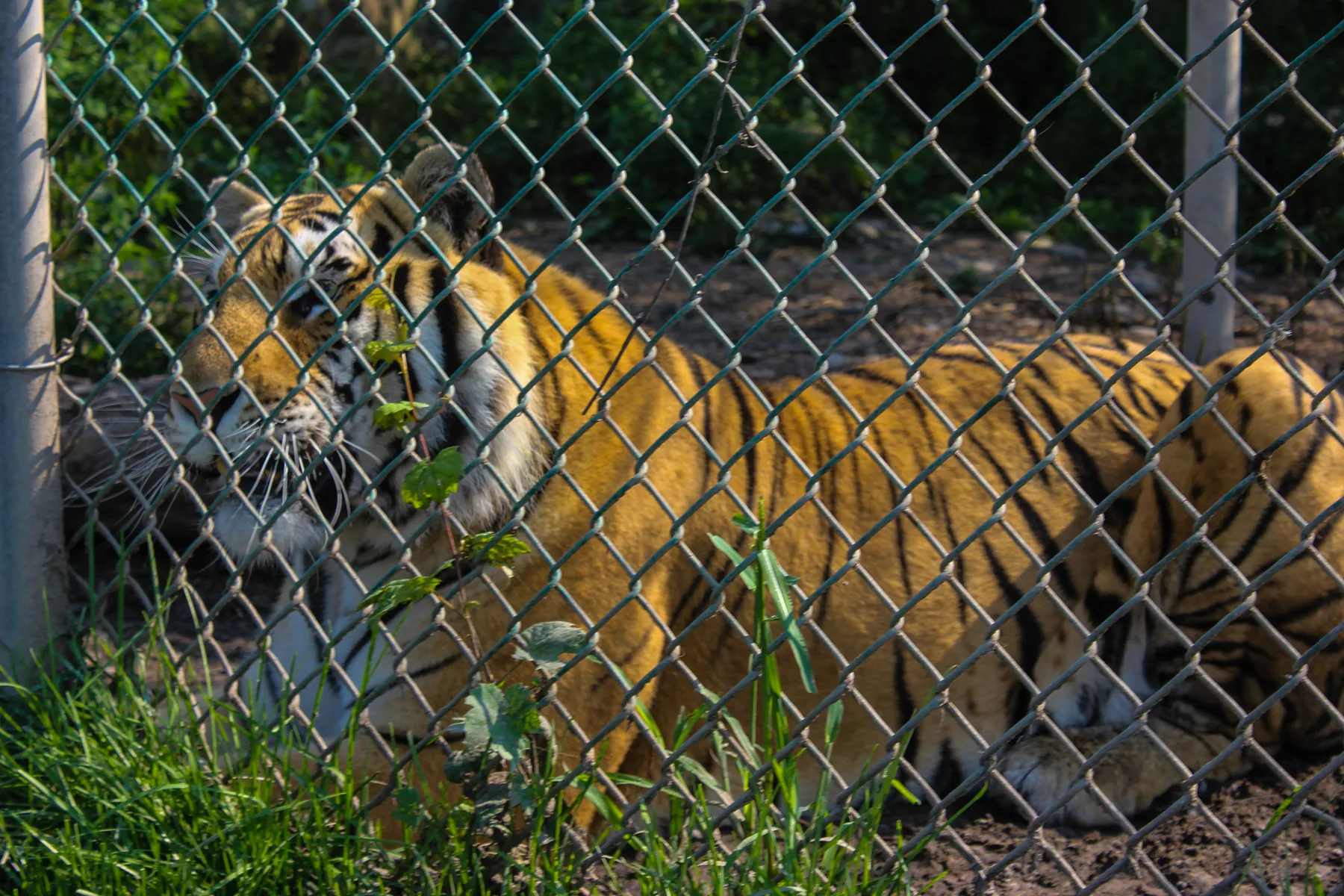 A tiger inside a fenced enclosure at Jungle Cat World Wildlife Park.